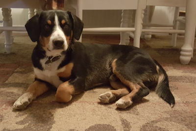 Entlebucher swiss mountain dogs for sale in NM